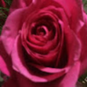 Meet your Posher, Whitney